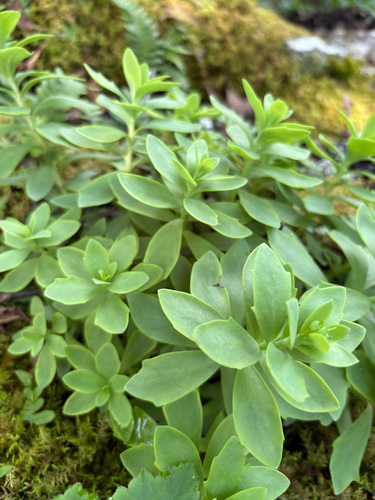 Hylotelephium telephioides, photograph 1