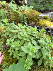 Hylotelephium telephioides, photograph author not stated, no rights reserved