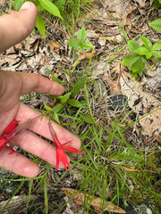 Silene virginica, photograph author not stated, no rights reserved