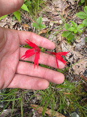 Silene virginica