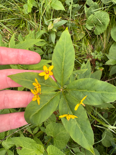 Lysimachia quadrifolia, photograph 2