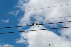 Aphelocoma californica