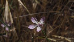 Clarkia similis