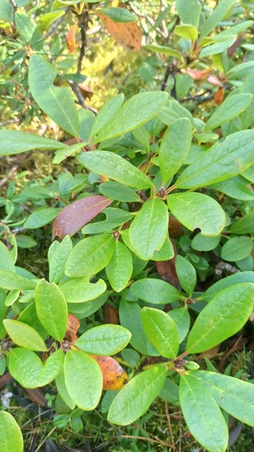 Rhododendron aureum, photograph 1