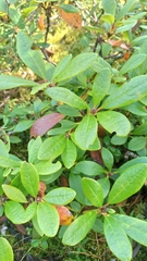 Rhododendron aureum