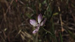 Clarkia similis