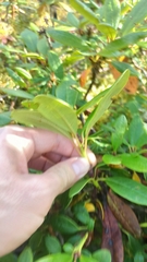 Rhododendron aureum, photograph (c) ivansemenkov, some rights reserved (CC BY)