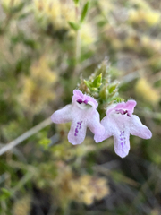 Satureja thymbra
