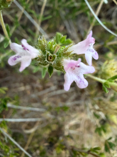 Satureja thymbra, photograph 3