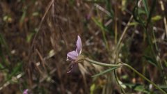 Clarkia similis