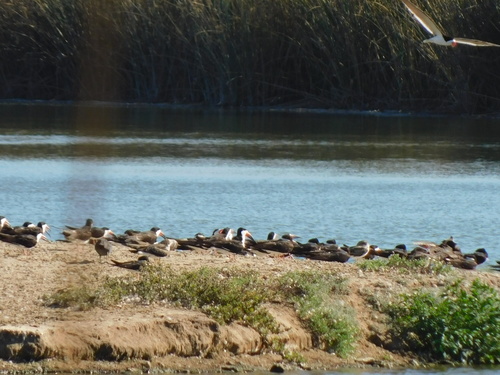 iNaturalist observation photo of Black Skimmer