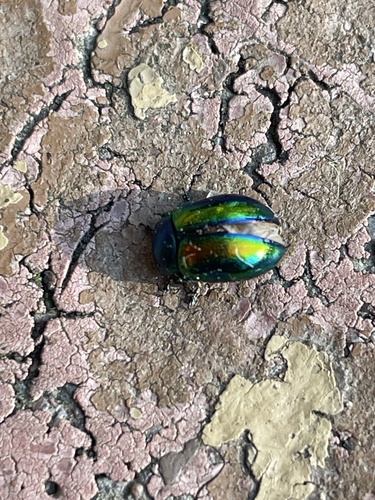 Dead-nettle Leaf Beetle