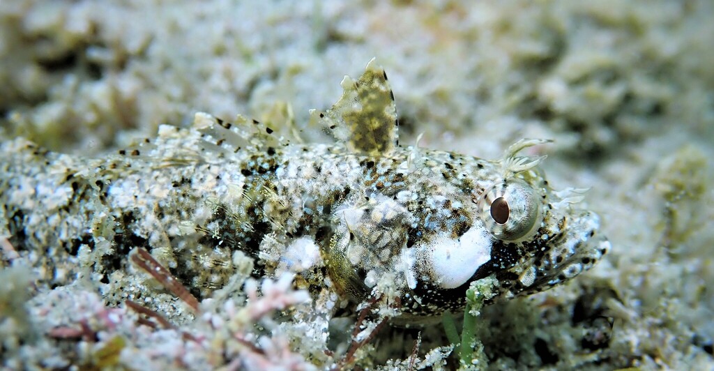 Longjaw Blenny