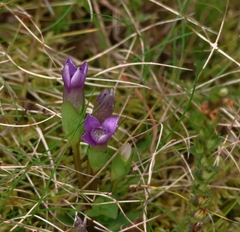Gentianella campestris, photograph (c) ikelman, some rights reserved (CC BY)