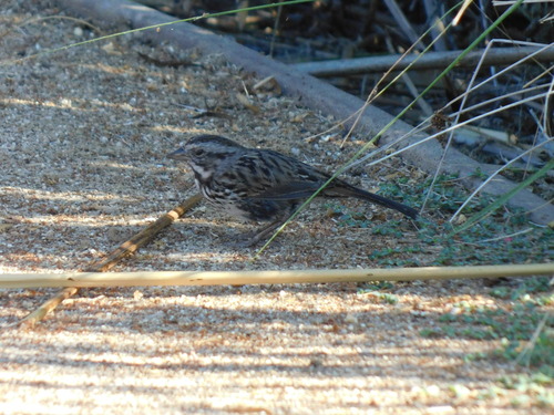 iNaturalist observation photo of Song Sparrow