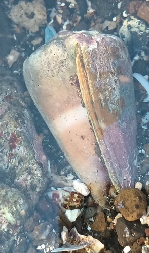 Conus lividus observed 2026-09-02