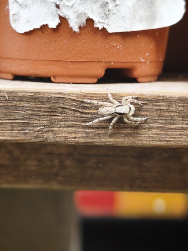 Gray Wall Jumping Spider