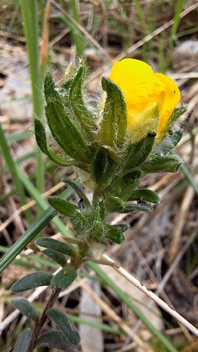 Hibbertia crinita, photograph 5