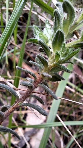 Hibbertia crinita, photograph 6