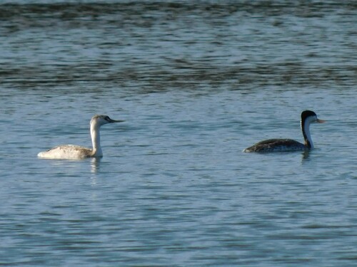 iNaturalist observation photo of Clark's Grebe