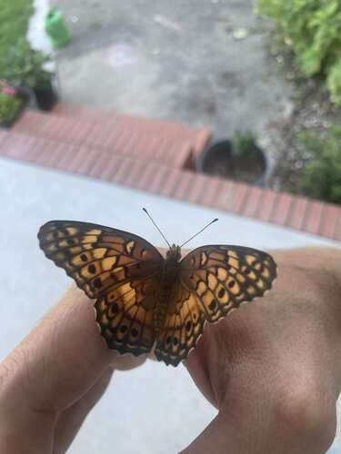 Variegated Fritillary