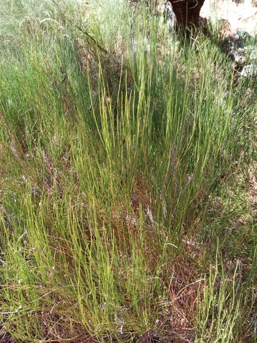 Scotch Broom