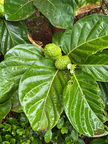Morinda citrifolia observed 2026-09-02