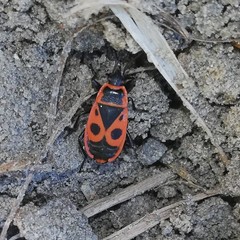 Pyrrhocoris apterus