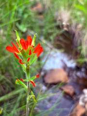 Castilleja coccinea, photograph author not stated, no rights reserved