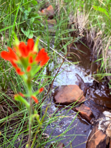 Castilleja coccinea, photograph 5