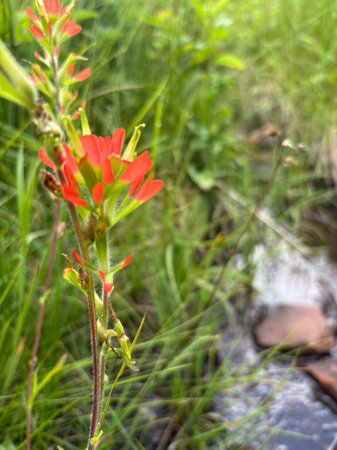 Castilleja coccinea, photograph 3