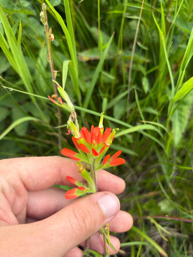 Castilleja coccinea, photograph 2
