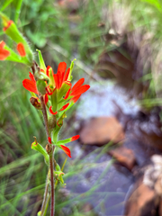 Castilleja coccinea, photograph author not stated, no rights reserved