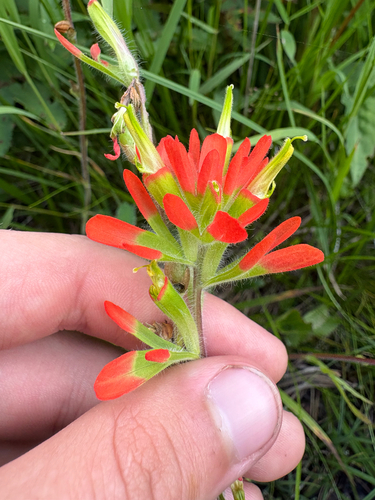 Castilleja coccinea, photograph 1