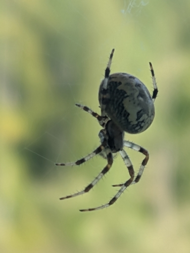 Marbled Orbweaver