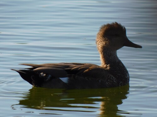 iNaturalist observation photo of Gadwall