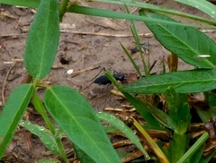 Dromochorus pilatei