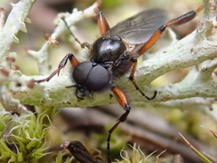 Bibio palliatus