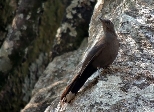 Boulder Chat