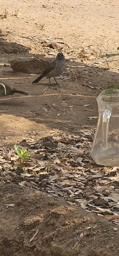 Arrow-marked Babbler
