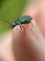 Malachius bipustulatus