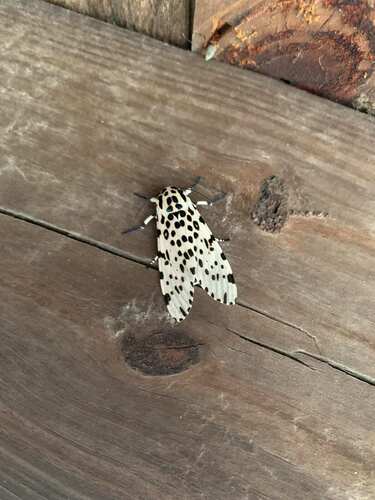 Giant Leopard Moth