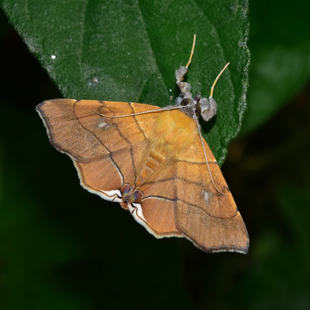 Orange Drab