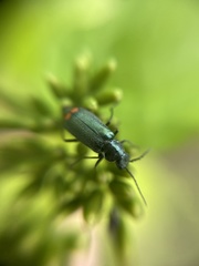 Malachius bipustulatus