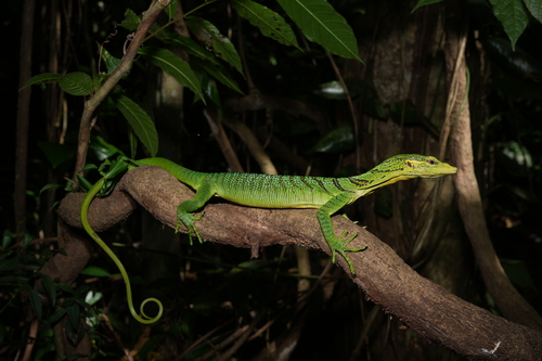 Varanus prasinus observed 2026-07-20