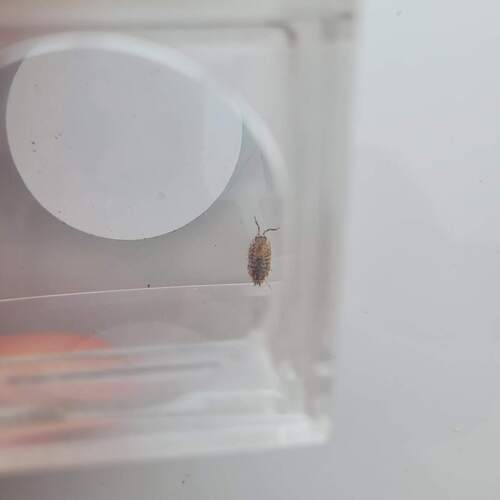 Common Rough Woodlouse