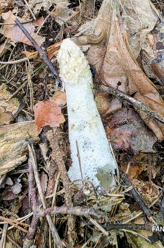 common stinkhorn