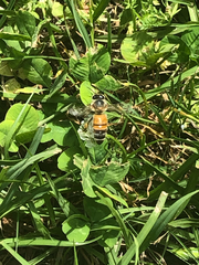 Apis mellifera