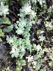 Sedum palmeri