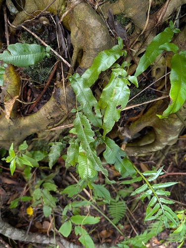 Grypothrix triphylla observed 2026-09-02